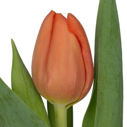 Tulip orange 1 Flower combining romance and elegance in one graceful arrangement