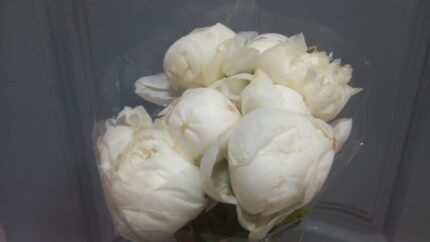 Peony White combining romance and elegance in one graceful arrangement.