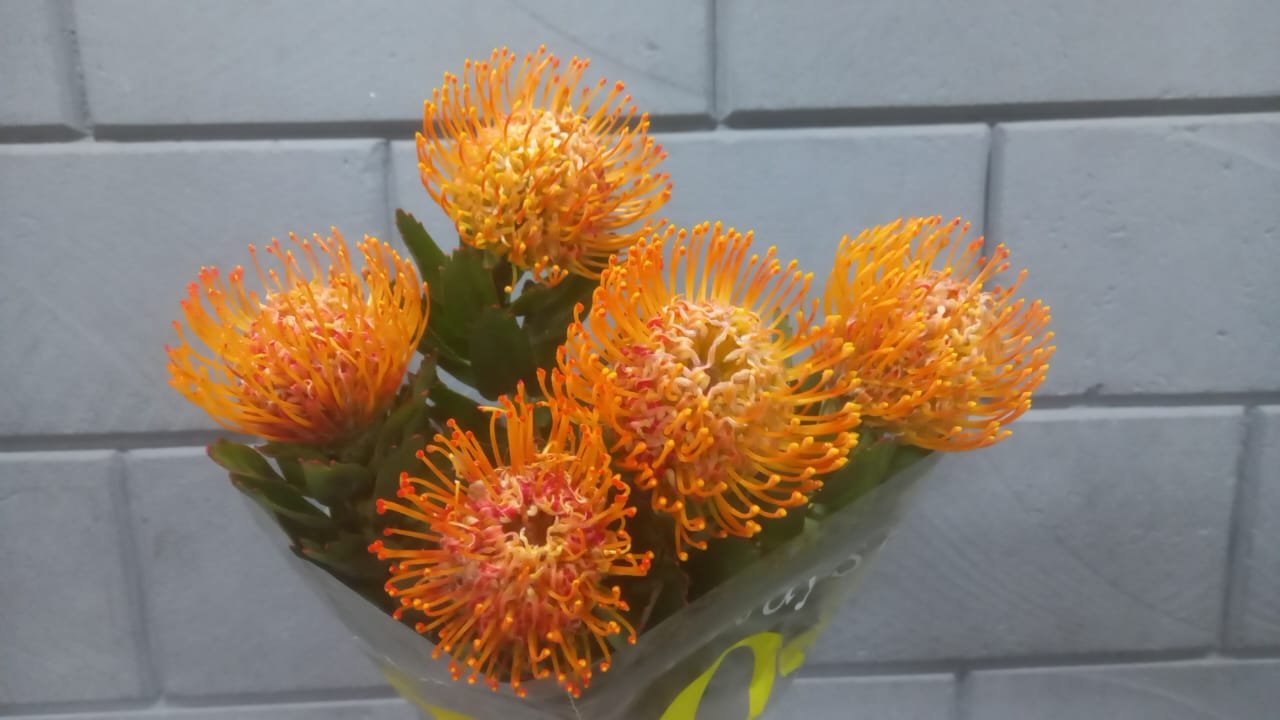 convallaria Orange