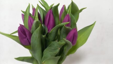 Tulip purple– 10 Flower Bouquet A charming bouquet of 10 purple-colored tulips, combining romance and elegance in one graceful arrangement.