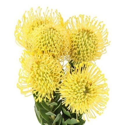 convallaria Yellow 5 Flowers